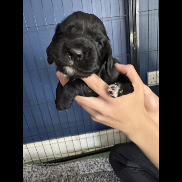 Cocker Spaniel (Working &amp; Show) - Both