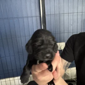 Cocker Spaniel (Working &amp; Show) - Both