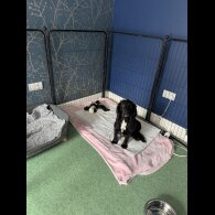 Cocker Spaniel (Working &amp; Show) - Both