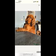 Cocker Spaniel (Working &amp; Show) - Both
