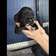 Cocker Spaniel (Working &amp; Show) - Both