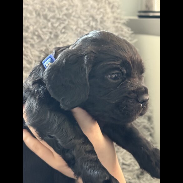 Cocker Spaniel (Working &amp; Show) - Both