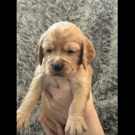 Cocker Spaniel (Working &amp; Show) - Both