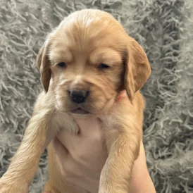 Cocker Spaniel (Working &amp; Show) - Both