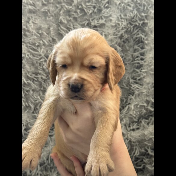 Cocker Spaniel (Working &amp; Show) - Both