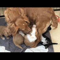 Cocker Spaniel (Working &amp; Show) - Both