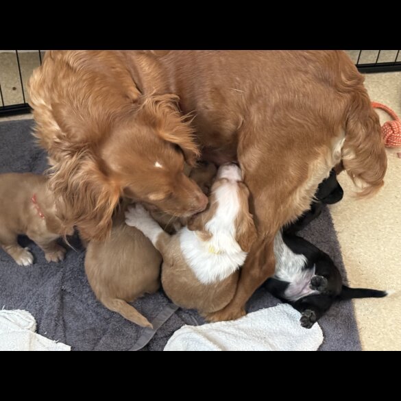 Cocker Spaniel (Working &amp; Show) - Both