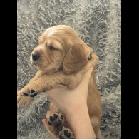 Cocker Spaniel (Working &amp; Show) - Both