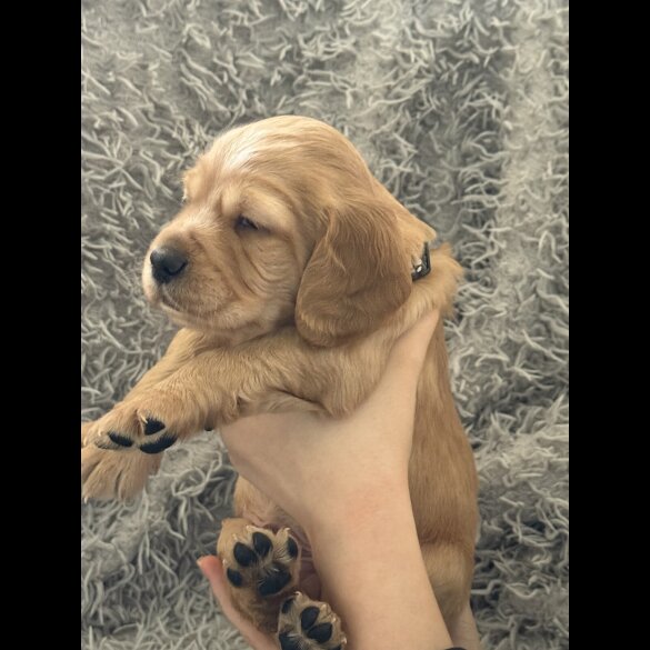 Cocker Spaniel (Working &amp; Show) - Both