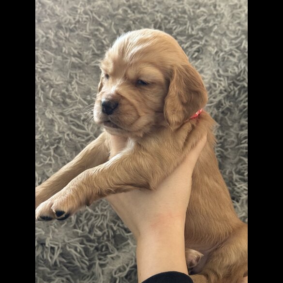 Cocker Spaniel (Working &amp; Show) - Both