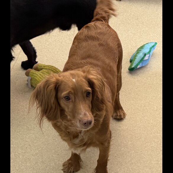 Cocker Spaniel (Working &amp; Show) - Both