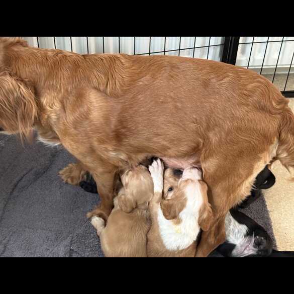 Cocker Spaniel (Working &amp; Show) - Both