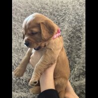 Cocker Spaniel (Working &amp; Show) - Both