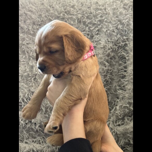 Cocker Spaniel (Working &amp; Show) - Both
