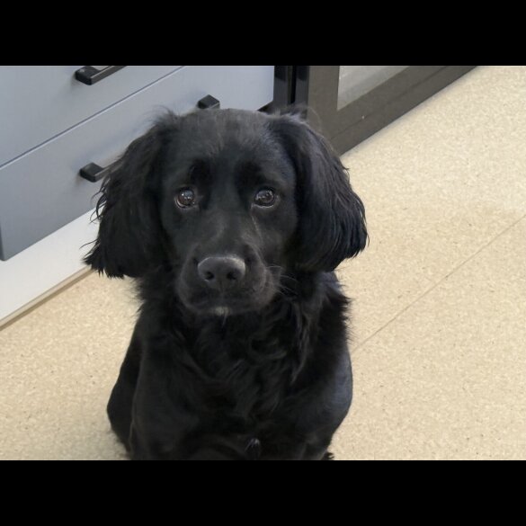 Cocker Spaniel (Working &amp; Show) - Both