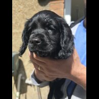 Cocker Spaniel (Working &amp; Show) - Both