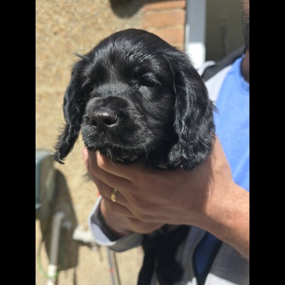 Cocker Spaniel (Working &amp; Show) - Both
