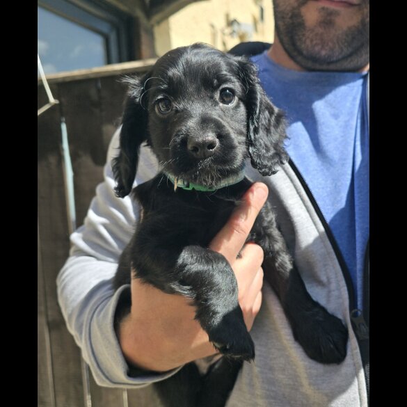 Cocker Spaniel (Working &amp; Show) - Both