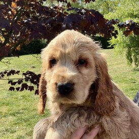 Cocker Spaniel (Working &amp; Show) - Dogs