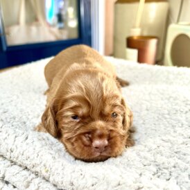 Cocker Spaniel (Working &amp; Show) - Both
