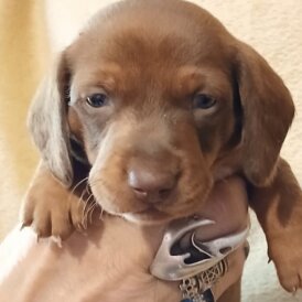 Dachshund (Standard &amp; Miniature) - Both