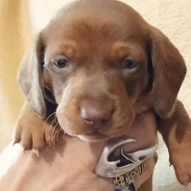 Dachshund (Standard &amp; Miniature) - Both