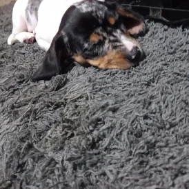 Dachshund (Standard &amp; Miniature) - Bitches