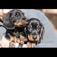 Dachshund (Standard &amp; Miniature) - Both