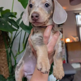Dachshund (Standard &amp; Miniature) - Both