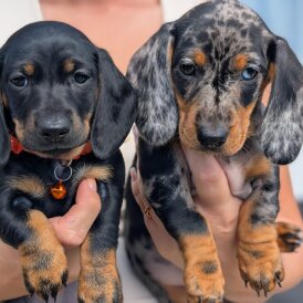 Dachshund (Standard &amp; Miniature) - Both