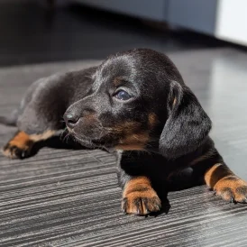 Dachshund (Standard &amp; Miniature) - Bitches