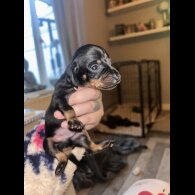 Dachshund (Smooth Haired) - Both
