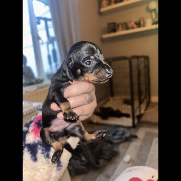 Dachshund (Smooth Haired) - Both