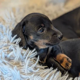 Dachshund (Standard &amp; Miniature) - Bitches