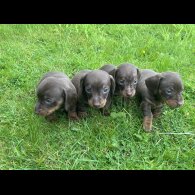 Dachshund (Standard &amp; Miniature) - Both
