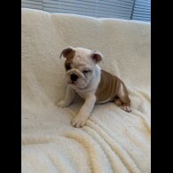 English Bulldog - Both