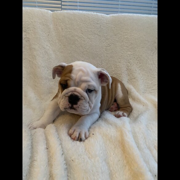 English Bulldog - Both