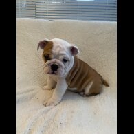 English Bulldog - Both