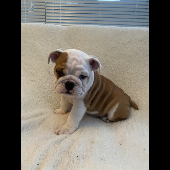 English Bulldog - Both