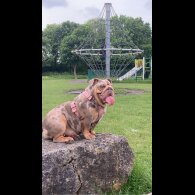 English Bulldog - Both