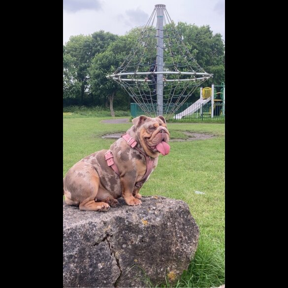 English Bulldog - Both