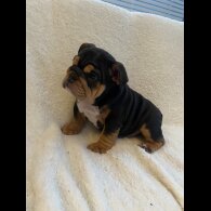 English Bulldog - Both