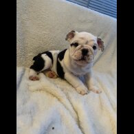 English Bulldog - Both
