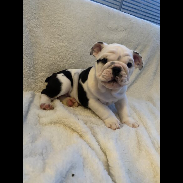 English Bulldog - Both