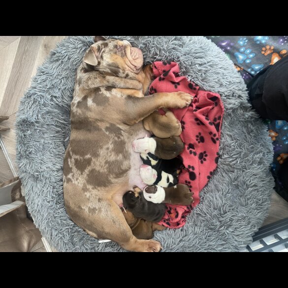 English Bulldog - Both