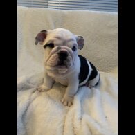 English Bulldog - Both