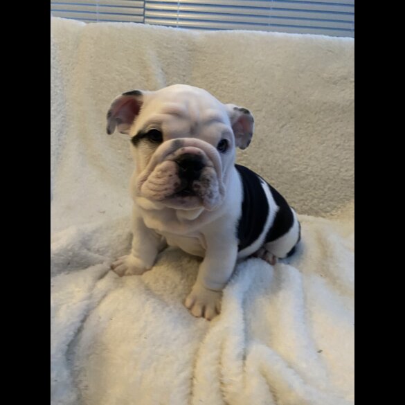 English Bulldog - Both