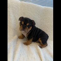 English Bulldog - Both