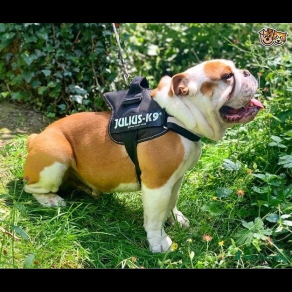 English Bulldog - Both