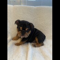 English Bulldog - Both